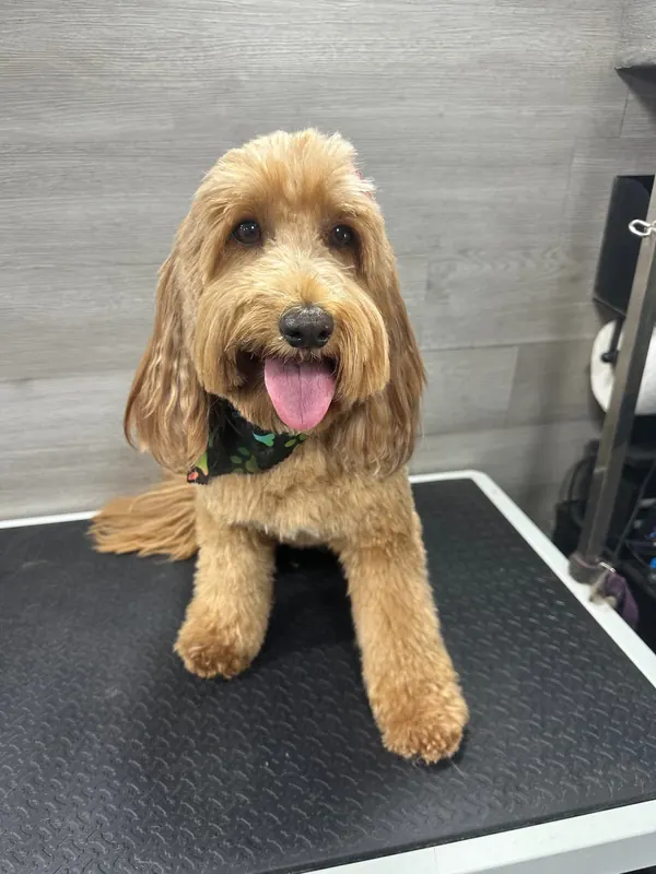 Fresh & Fluffy - after grooming