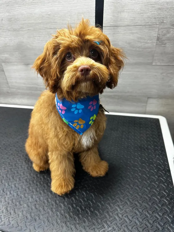 Squad Goals - after grooming
