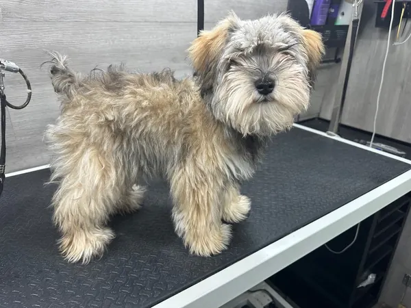 Dapper & Refined - before grooming