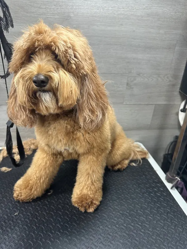 Fresh & Fluffy - before grooming