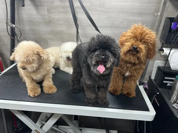 So Soft & Clean - before grooming