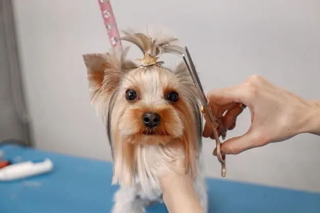 Full Haircut service for dogs